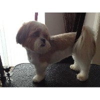 Woof Style Professional Dog Grooming Eastham, Wirral Merseyside Logo 