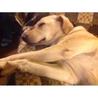 Home from Home Ripon North Yorkshire Logo 