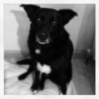 For The Love Of Dogs Kemnay Aberdeenshire Logo 