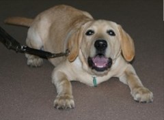 Komplete K9s Trimdon Durham Logo 