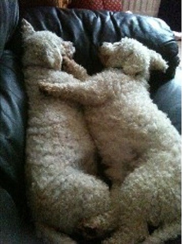 The Doghouse Home Boarding