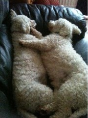 The Doghouse Home Boarding Crowborough East Sussex Logo 