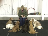 C S Canine Behaviour & Training Malton North Yorkshire Logo 