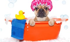 Catwalk Dogs St Helens Merseyside Logo 