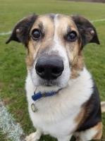 Precious Dogs London Greater London Logo 