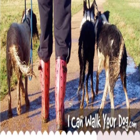 I Can Walk Your Dog