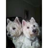 Polly Paws Doncaster South Yorkshire Logo 