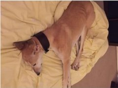 YOURPETPAL Winchester Hampshire Logo 