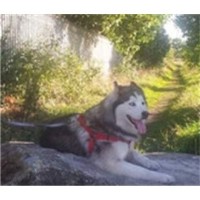 Paws4life Dog Walking Pet Service Knottingley West Yorkshire Logo 