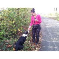 Cedar Pets Stowmarket Suffolk Logo 