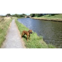 Whiskers 'n' Tails Grappenhall Warrington Cheshire Logo 