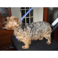 "topps To Tails "mobile Dog Grooming Service Derby Derbyshire Logo 