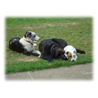 JJ's Dog Grooming Reigate Surrey Logo 