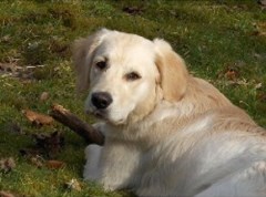 Smiley Petz Neath Neath Port Talbot Logo 