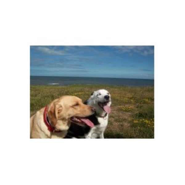 Northumberland Pet Care