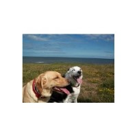 Northumberland Pet Care Ashington Northumberland Logo 