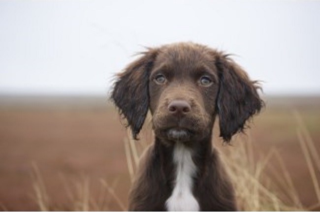 Town and Country Canine