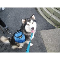 Take The Lead Dog Walking Tiworth Hampshire Logo 