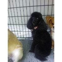 Dog Grooming By Julia Birmingham West Midlands Logo 