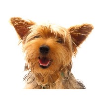 Grooming Marvellous Bookham Leatherhead Surrey Logo 