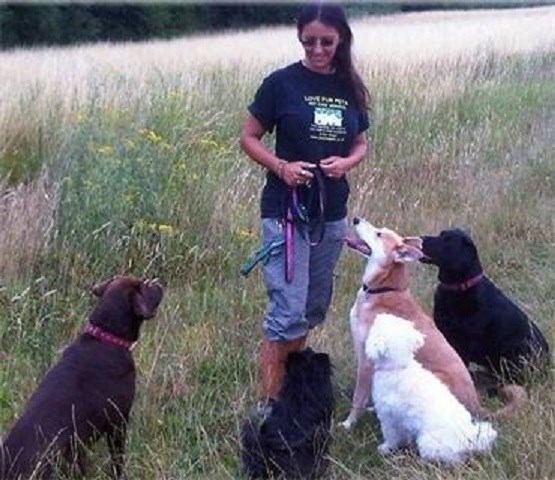 Dog Home Boarding Northamptonshire Dog Home Boarding Northamptonshire
