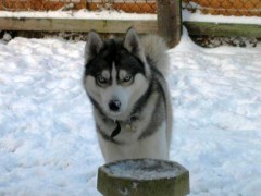 Mrs Doolittle Pet Services Redmire North Yorkshire Logo 