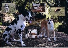 Essex Petsitters Colchester Essex Logo 