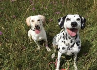 Something Nice Pet Services Faringdon Oxfordshire Logo 