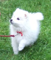 Fresh Start Pet Behaviour & Training Lytham St Annes Lancashire Logo 