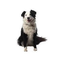 Dogs Can Do Bacup Lancashire Logo 