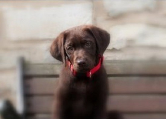 White Daisy Home Boarding & Pet Sitting