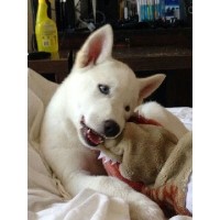 Anglia Pet Sitting Norwich Norfolk Logo 