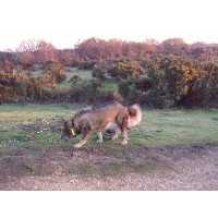 purplejanepetcare Fordingbridge Hampshire Logo 