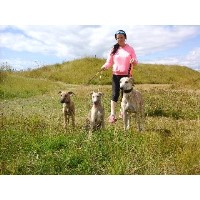 Humbug Dog Walking and Services Burry Port Carmarthenshire Logo 