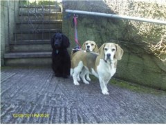 Totnes Pet Services Totnes Devon Logo 