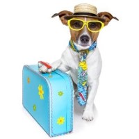 Canine & Co - Dog Home Boarding Maerdy Conwy Logo 