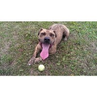 Debs And The Dogs Southrop Gloucestershire Logo 