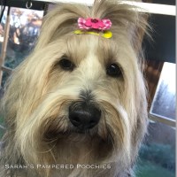 Sarah's Pampered Poochies Rayleigh Essex Logo 