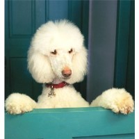 Perfect Pets Inverkeithing Fife Logo 