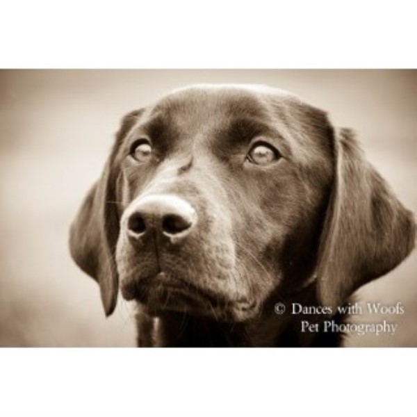 Bad Breath: What it Says About Your Dog's Diet Dances with Woofs Daventry, Northamptonshire NN11 3BU