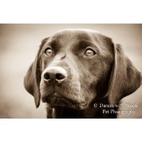 Dances with Woofs Daventry Northamptonshire Logo 