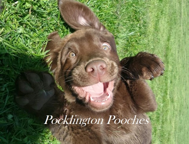 Pocklington Pooches