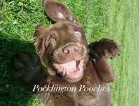 Pocklington Pooches Pocklington, York East Yorkshire Logo 