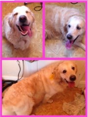 Wight's Wash 'n' Wag Ryde Isle Of Wight Logo 