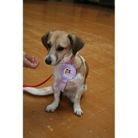 Top Dog training School & Home Boarding Swanley Kent Logo 