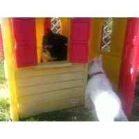 Fundays Dog Day Care Abingdon, Oxford Oxfordshire Logo 