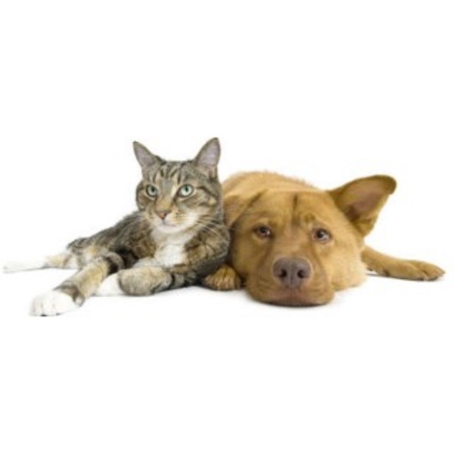 Bushey Pet Care : Cat Sitter & Dog Walker