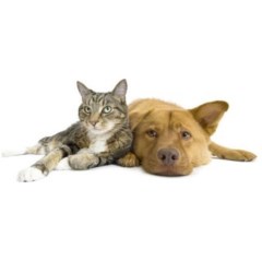 Bushey Pet Care : Cat Sitter & Dog Walker Dunstable Bedfordshire Logo 