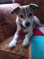 Pike's Paws Home Boarding for Dogs Huntingfield, Halesworth Suffolk Logo 