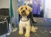 K9 Groom Room Manchester Lancashire Logo 